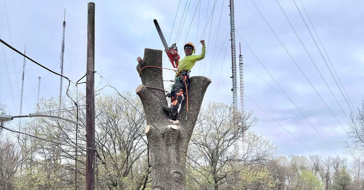 Tree removal crew lowering a large tree section with rigging